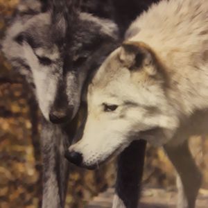 Meet your Posher, Tony